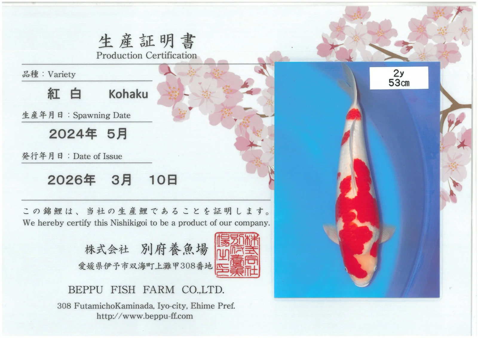 Japanes Koi (By Age)