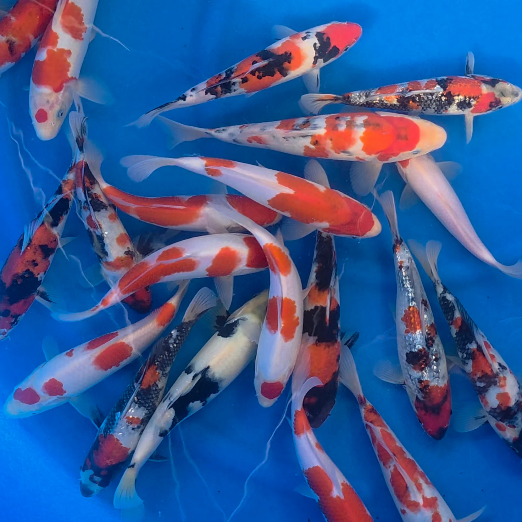 Japan 2026 Spring Harvest - Hand Selected Koi