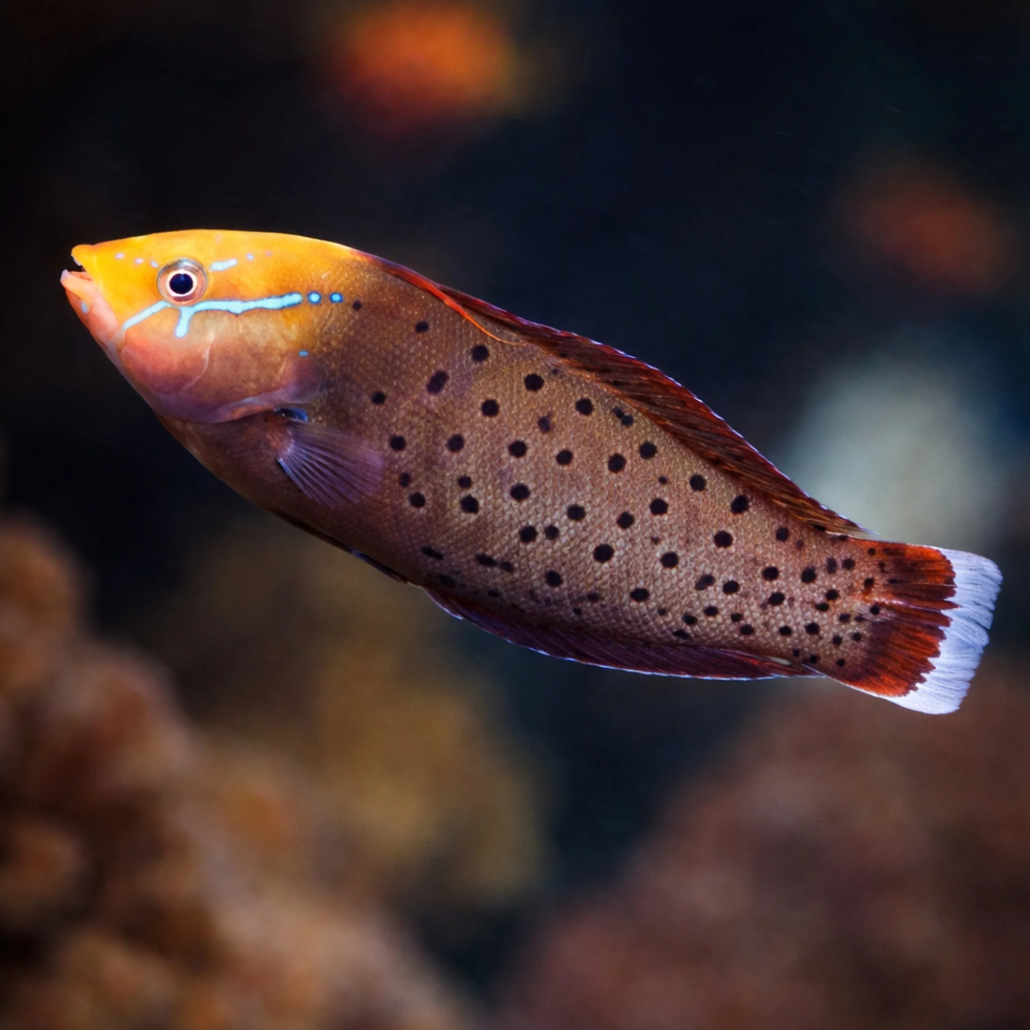 Non-Reef Safe