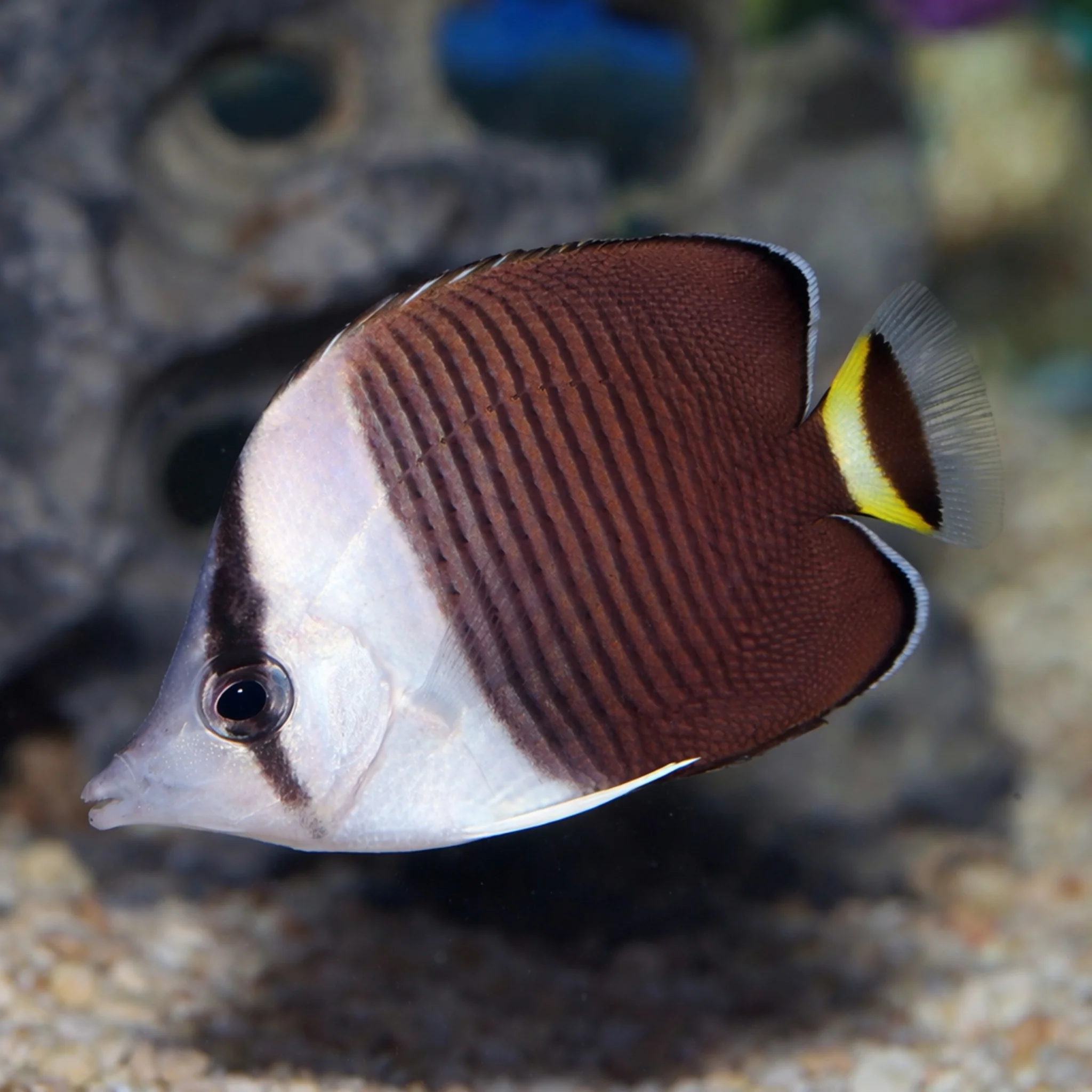 Marine Fish